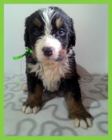 /album/a4-tyzden-4th-week/kolaz-iv-5-jpg/